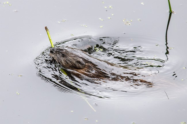 A small furry mammal swims through the water with plants in its mouth.