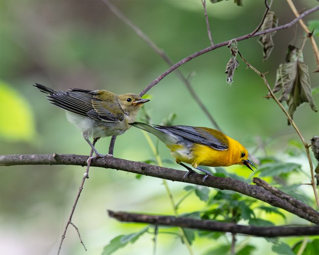 Two birds sit next to each other on a tree branch. One with subdued colors and the other with a yellow head and body and gray wings.