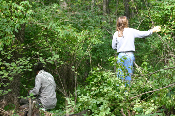 National-Public-Lands-Day - Volunteers removing Honeysuckle