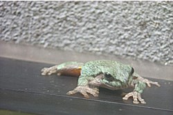 A gray and green frog clinging to a man-made surface.