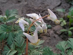 Dutchmens britches blooming in the forest adjacent to Marsh Creek.