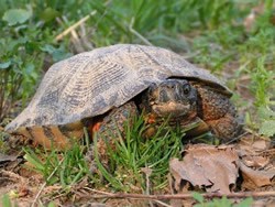 A wood turtle along Marsh Creek