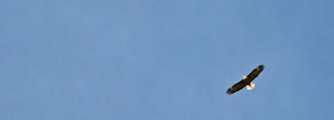 A black bird with a white head and white tail soars in an empty, blue sky.