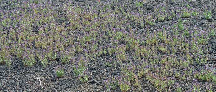 Sprigs of bright green leaves and purple flowers blanket black lava cinders.