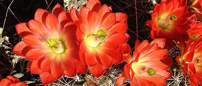Five red-orange cactus flowers in a horizontal line.  The petals of each flower form a tightly packed ring around a gold center.