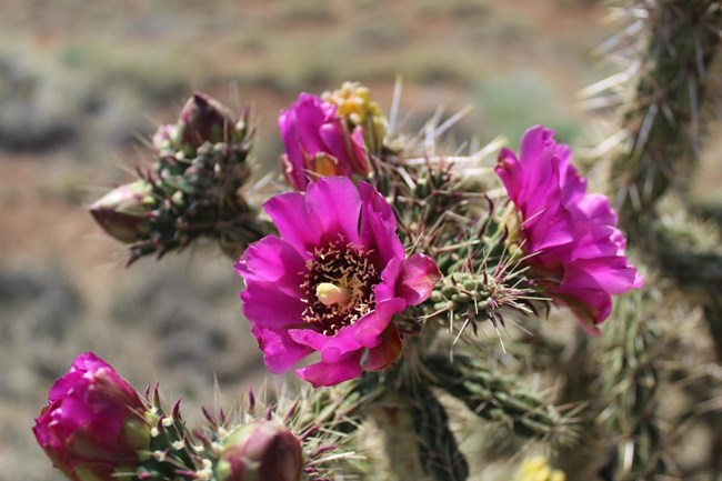 Bright pink flowers sit atop branch-like cactuses.