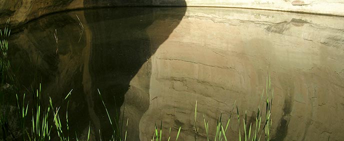 The pool on a still morning