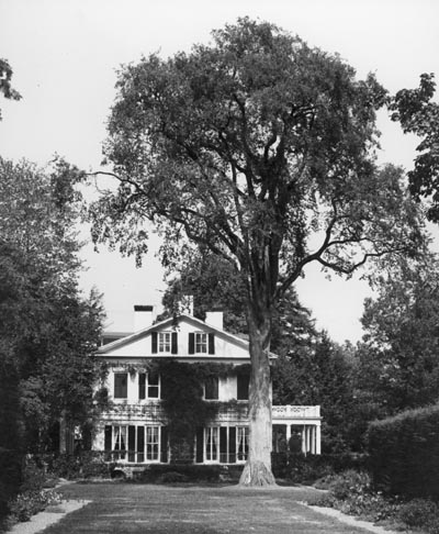 A garden containing a tall tree with a mansion in the background