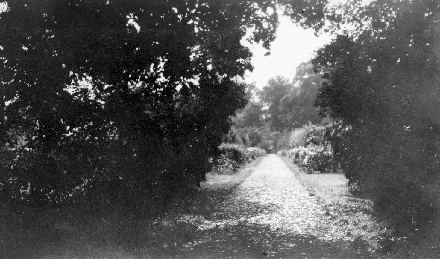 A path runs through a garden