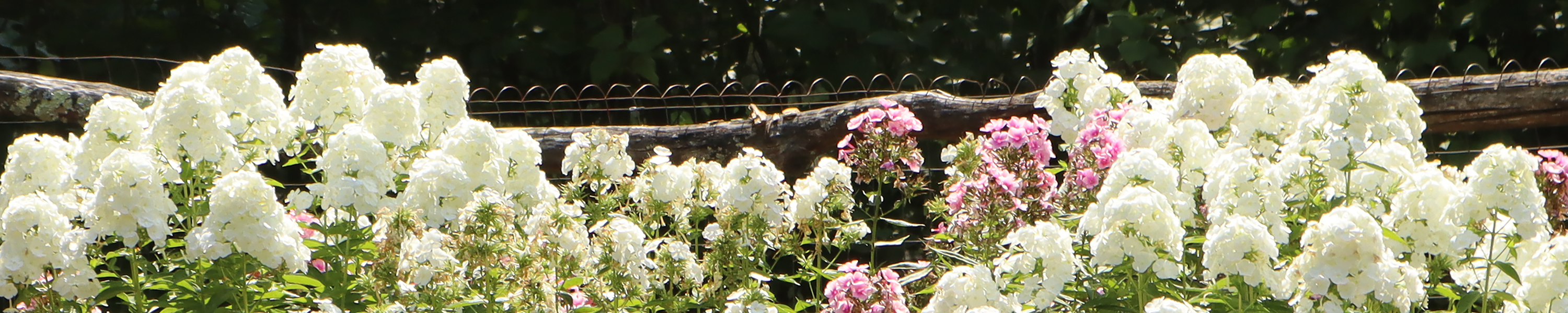 White and pink flowers in front of a wooden fence.
