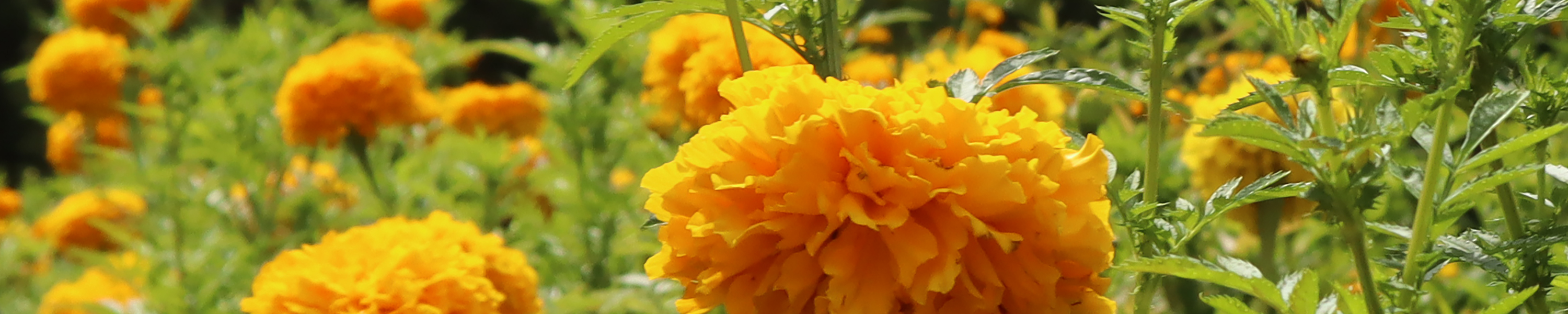 A close-up photo of yellow flowers with green stems and leaves.