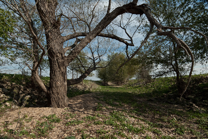 Acequia de Mission San Francisco Xavier de Horcasitas