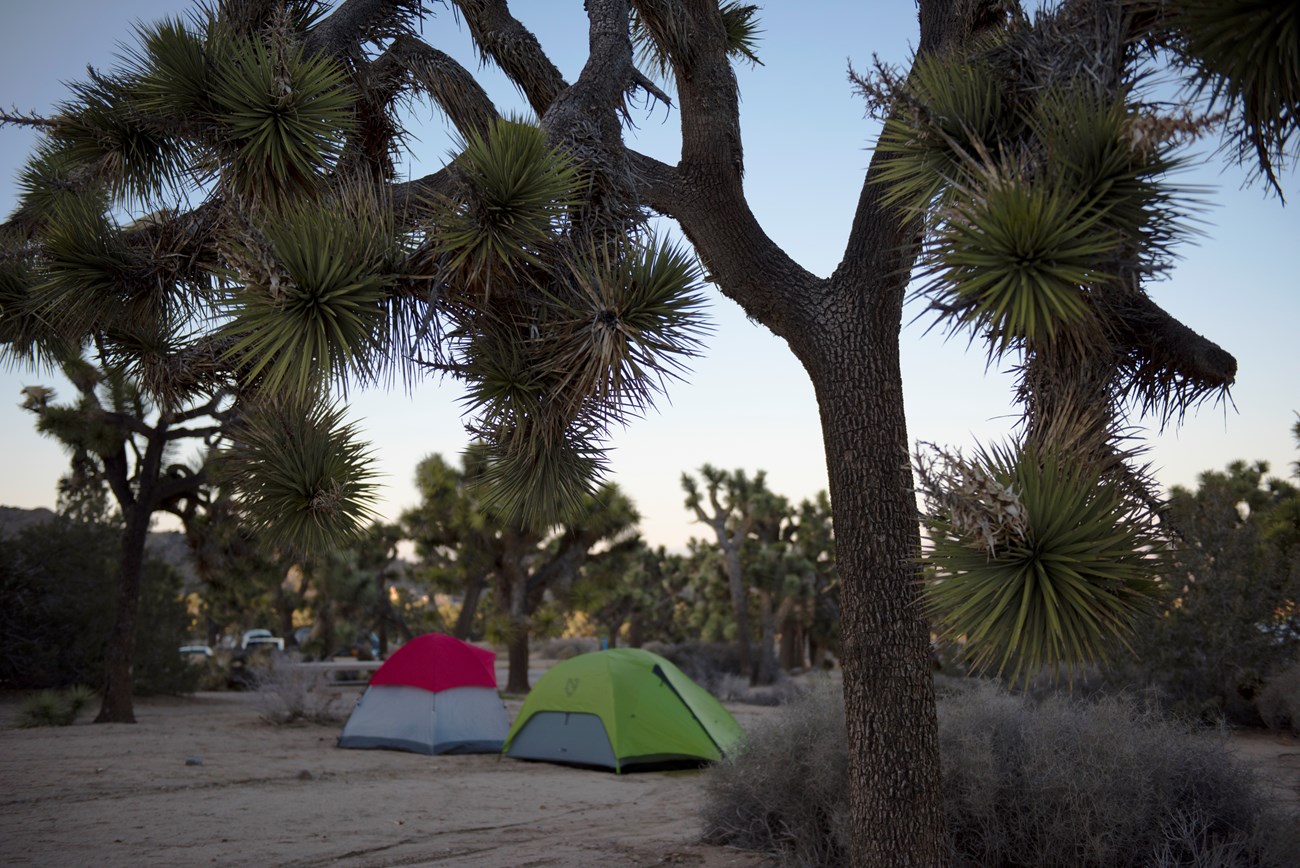 Dos carpas de campamento alrededor de arboles de Joshua.