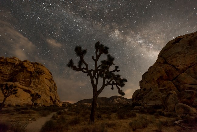 El cielo nocturno con la Via Lactea y la figura de un arbol de Joshua.