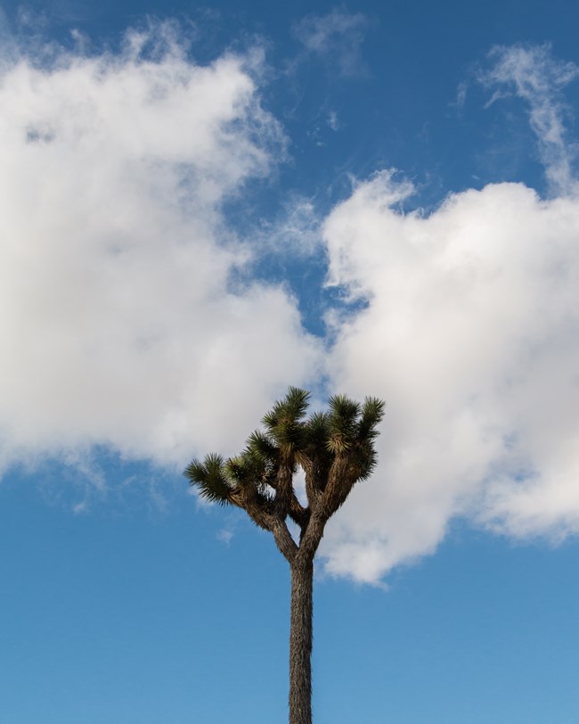 Joshua tree with cloudy blue sky background.