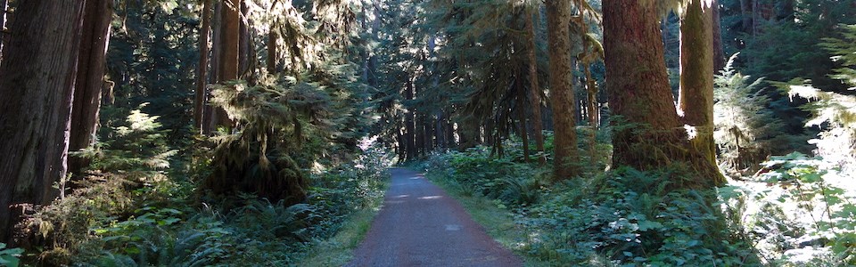 Un ancho camino cubierto de grava atraviesa un denso bosque