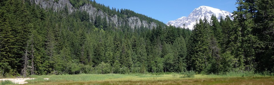 Un prado rodeado de bosque con la cima de Monte Rainier asomándose sobre los árboles.