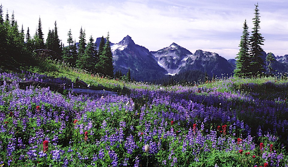 Las flores silvestres pintan un prado en tonos azules y violetas.