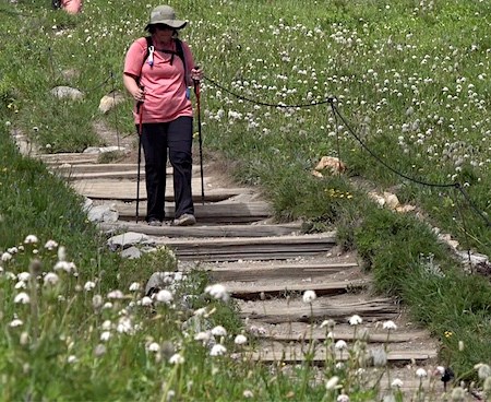 Una excursionista con bastones de trekking desciende por un desnivel en un sendero a través de un prado cubierto de flores.