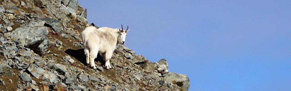 Una cabra montesa con pelaje blanco y cuernos cortos en una escarpada pendiente de montaña.