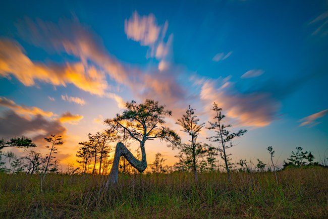 A "Z" shaped bald cypress tree stands in the wetland with feathery clouds are backlit by a golden sunset. The clouds are vividly colored in warm yellow, orange, and gold.