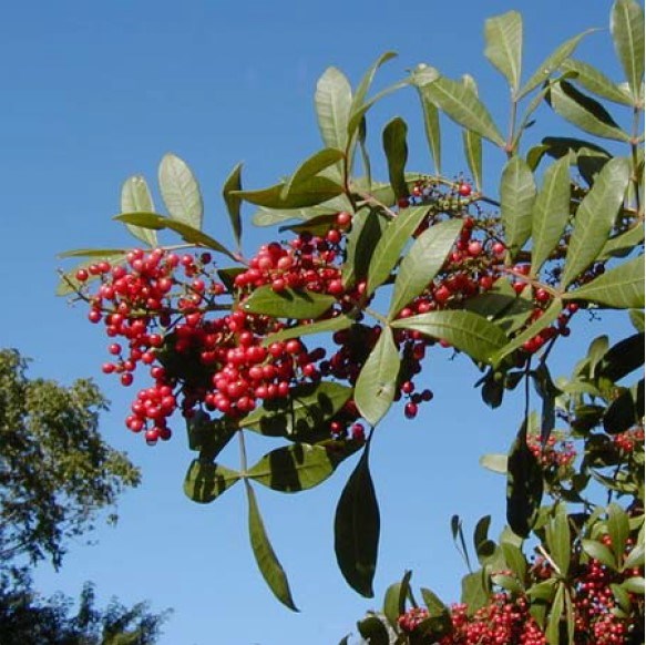 Brazilian pepper