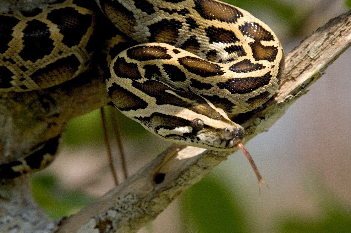 Burmese Python