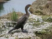 Cormorant near water