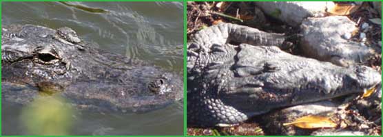 Alligators and Crocodiles
