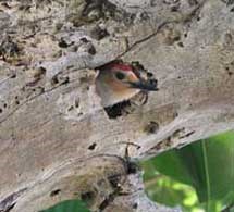 red-belly woodpecker
