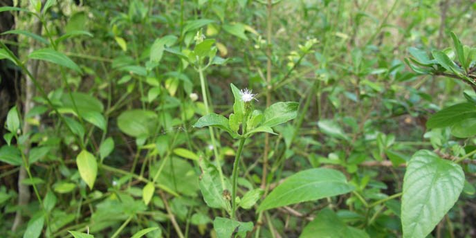 Cape Sable thoroughwort flower.