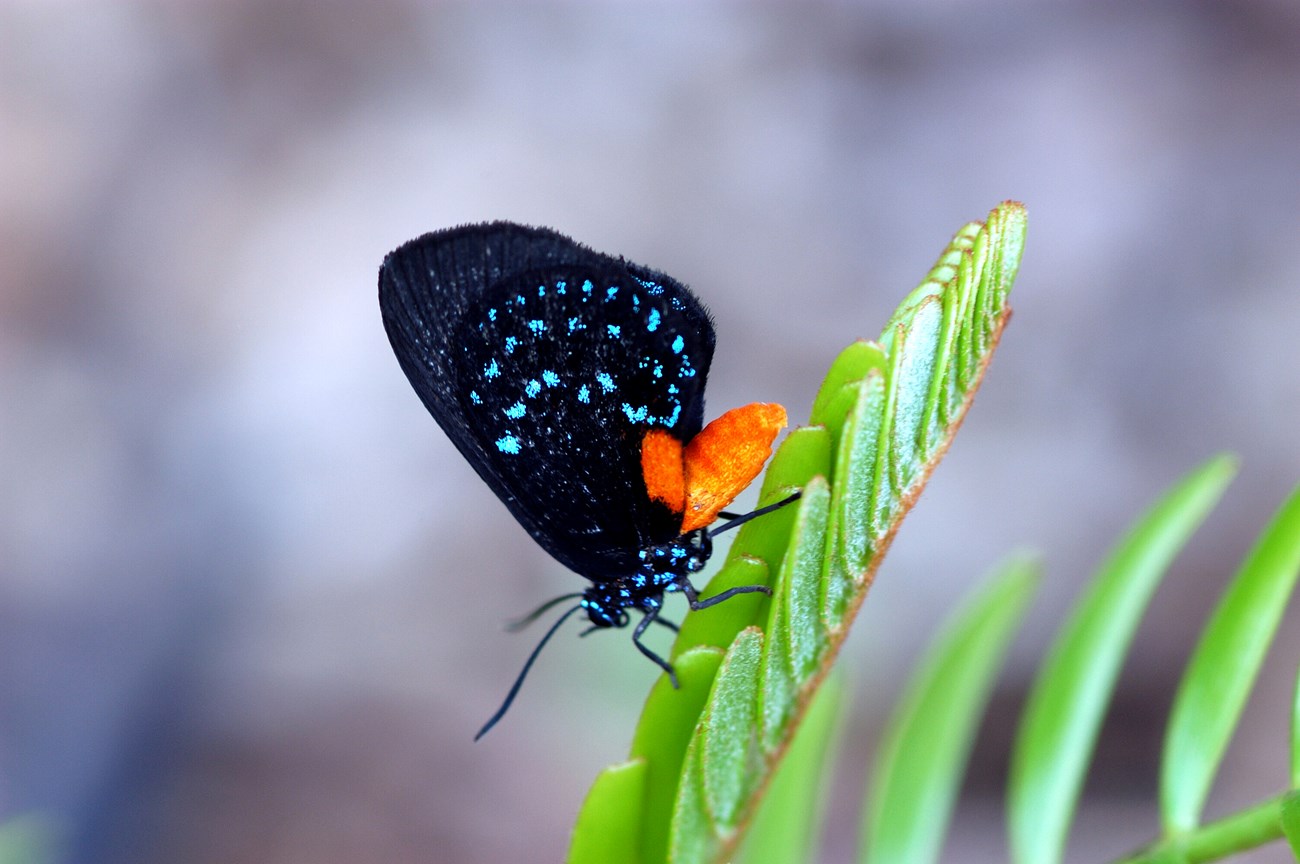 Atala Butterfly Adult