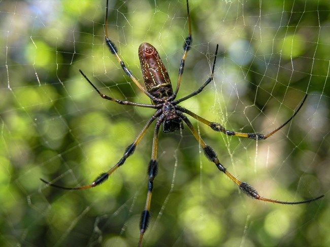 Golden silk orb weaver