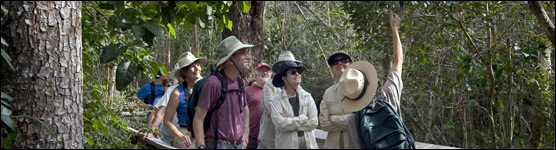 Tour of Mahogany Hammock with a Ranger
