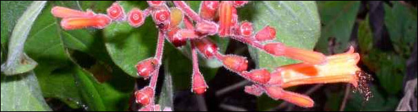 Firebush Flowers and Fruit