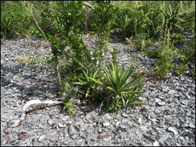 Agave decipiens growing on a shell mound