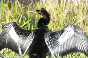 Anhinga spreading its wings