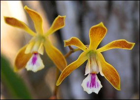 Butterfly orchid