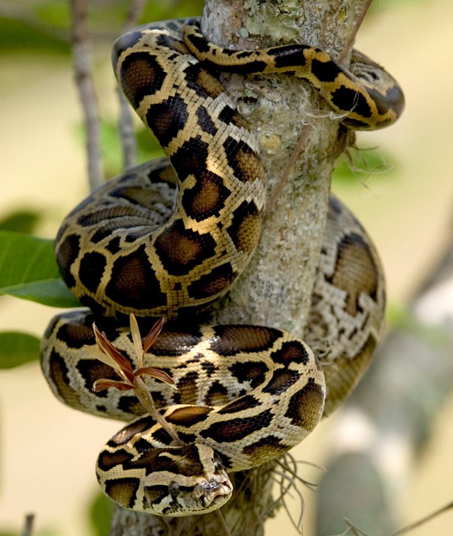 Burmese Python