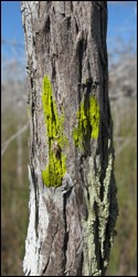 Chrysothrix candelaris, a species of crustose lichen, growing on a cypress tree.