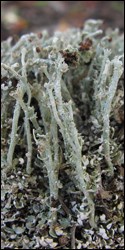 Cladonia cinerella, a species of squamulose lichen
