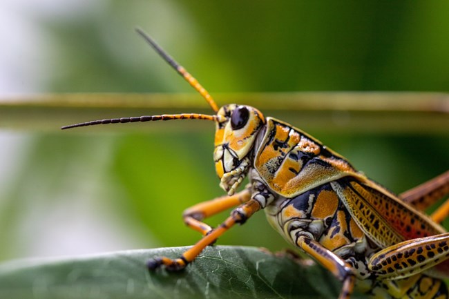 A close-up of an Eastern Lubber Grasshopper perched on a green leaf, showcasing its bold orange, yellow, and black markings with striking detail against a blurred green background.