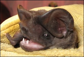 Face of Florida bonneted bat