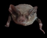 Free-tailed bat