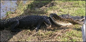 Alligator vs. Burmese python