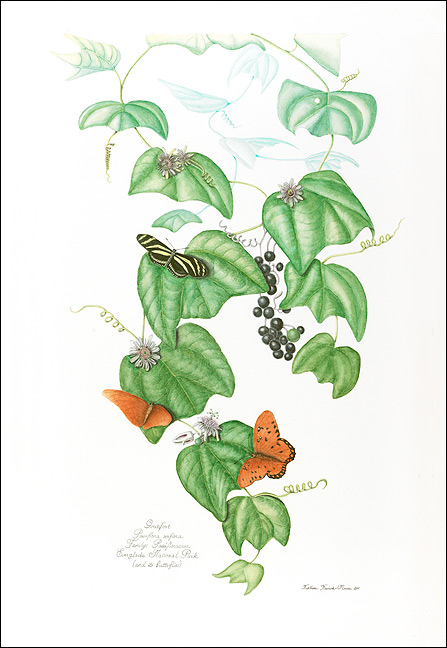 Goatsfoot passionflower vine