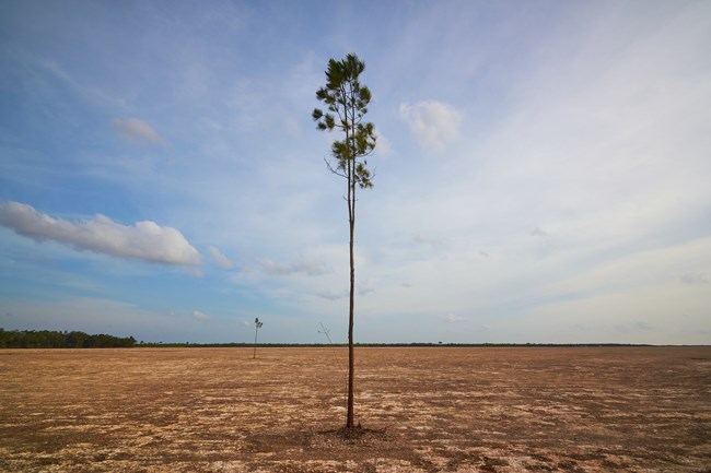 A lone pine tree stands in the midst of a bare rock landscape. There are trees lining the horizion.