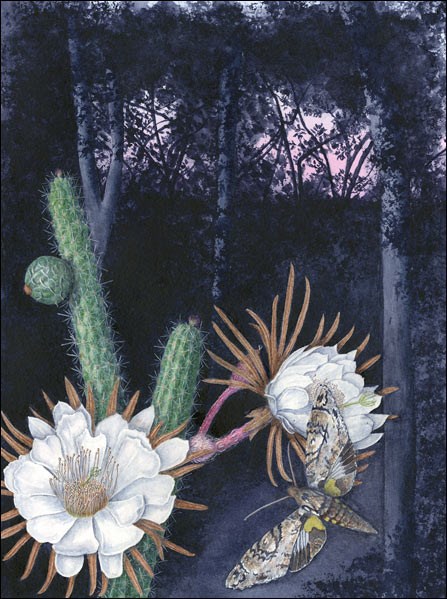 Night-blooming endangered Simpson's apple cactus