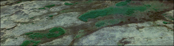 Tree Islands in Shark Slough