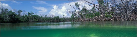 Mangrove Shoreline Along Biscayne Bay